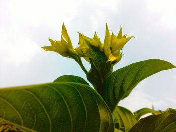 Low angle view of leaves against sky