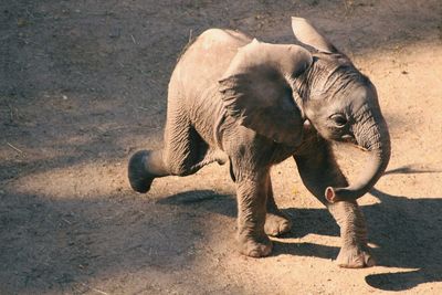 High angle view of elephant calf running at zoo