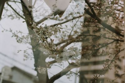 Low angle view of blooming tree