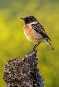 Close-up of bird perching on rock