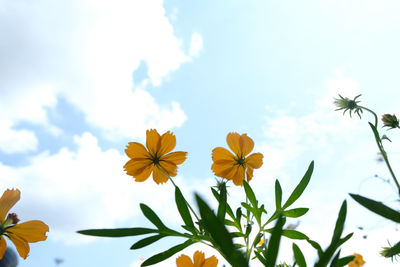 Low angle view of flowering plants against sky
