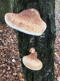 Close-up of mushroom