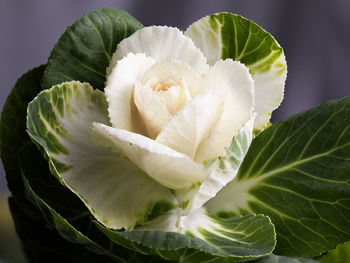 Close-up of white flowering plant