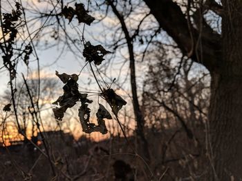 Close-up of bare tree against sky