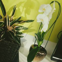 Close-up of flowers in vase