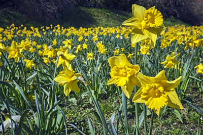 Close-up of yellow flowers on field