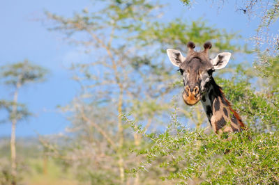 Giraffe in the wild, east africa