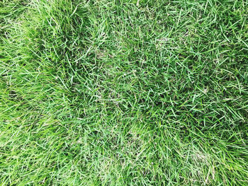 Full frame shot of grass on field