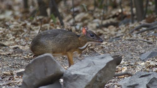 Close-up of squirrel on rock