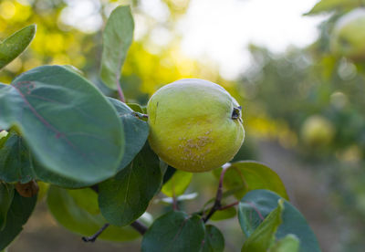 Ripe juicy organic natural quince ready for harvest on the tree at fall.