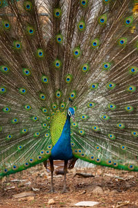 Close-up of peacock