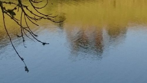 Reflection of trees in lake