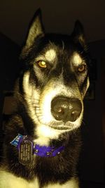Close-up portrait of dog looking away at home