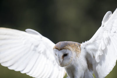 Close-up of white bird flying outdoors