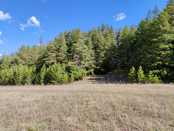 Trees growing on field against sky