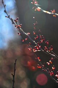 Close-up of flowers on tree