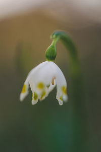 Close-up of flower against blurred background