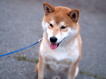 Portrait of dog looking away