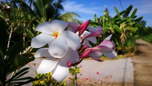 Close-up of flowers against sky