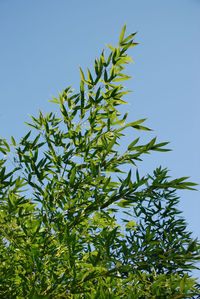 Low angle view of plant against clear blue sky