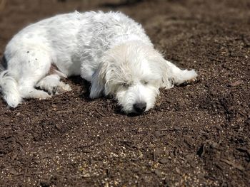 Close-up of a dog resting