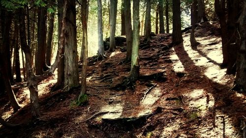 View of trees in the forest