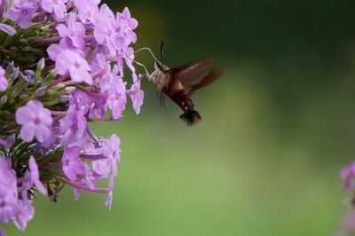 Close-up of moth on purple flower