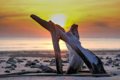 Close-up of driftwood on beach