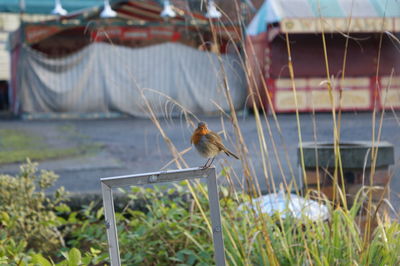 Robin perching on frame