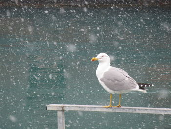 Close-up of seagull perching on water