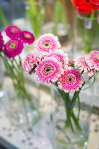 Close-up of pink flowering plant