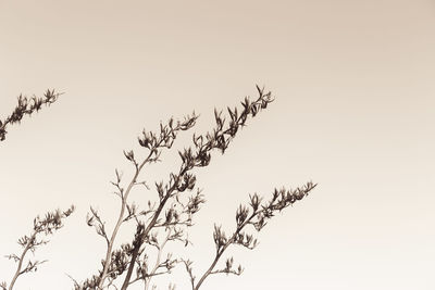 Low angle view of bird on plant against clear sky