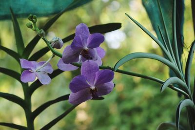 Close-up of purple flowering plants