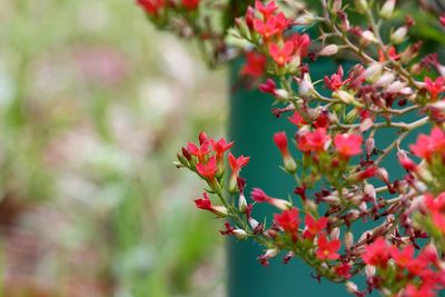 Close-up of red flowering plant