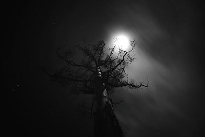 Low angle view of bare tree against moon at night