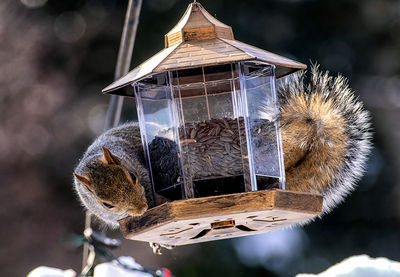 Close-up of bird feeder