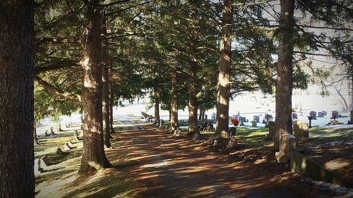 Trees in park