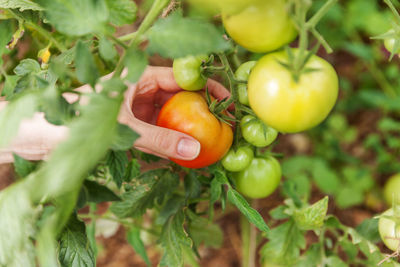 Cropped hand of woman holding tomato