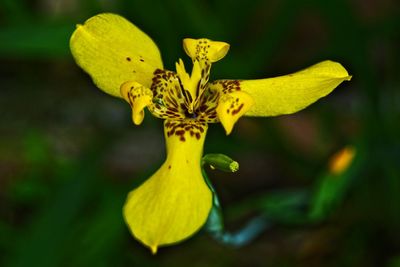 Close-up of butterfly pollinating on yellow flower