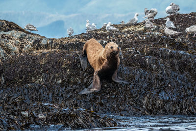 Seal in the wild