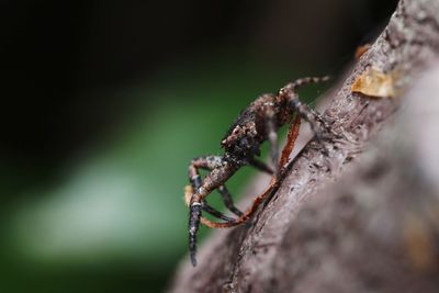 Close-up of insect on tree trunk