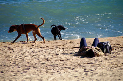 View of dogs on beach