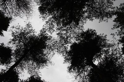 Low angle view of trees in forest