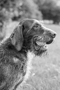 Dog holding ball in its mouth