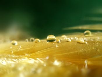 Close-up of water drops on leaf