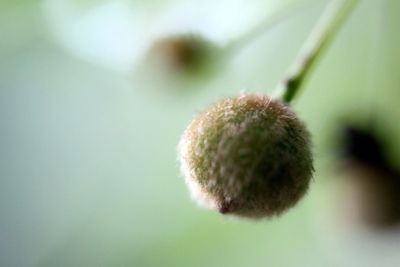 Close-up of plant against blurred background