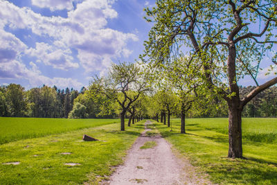 Trees on field against sky