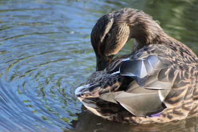 Birds in calm water