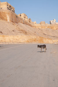 Horse cart on land