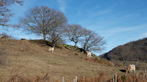 Bare tree on field against sky